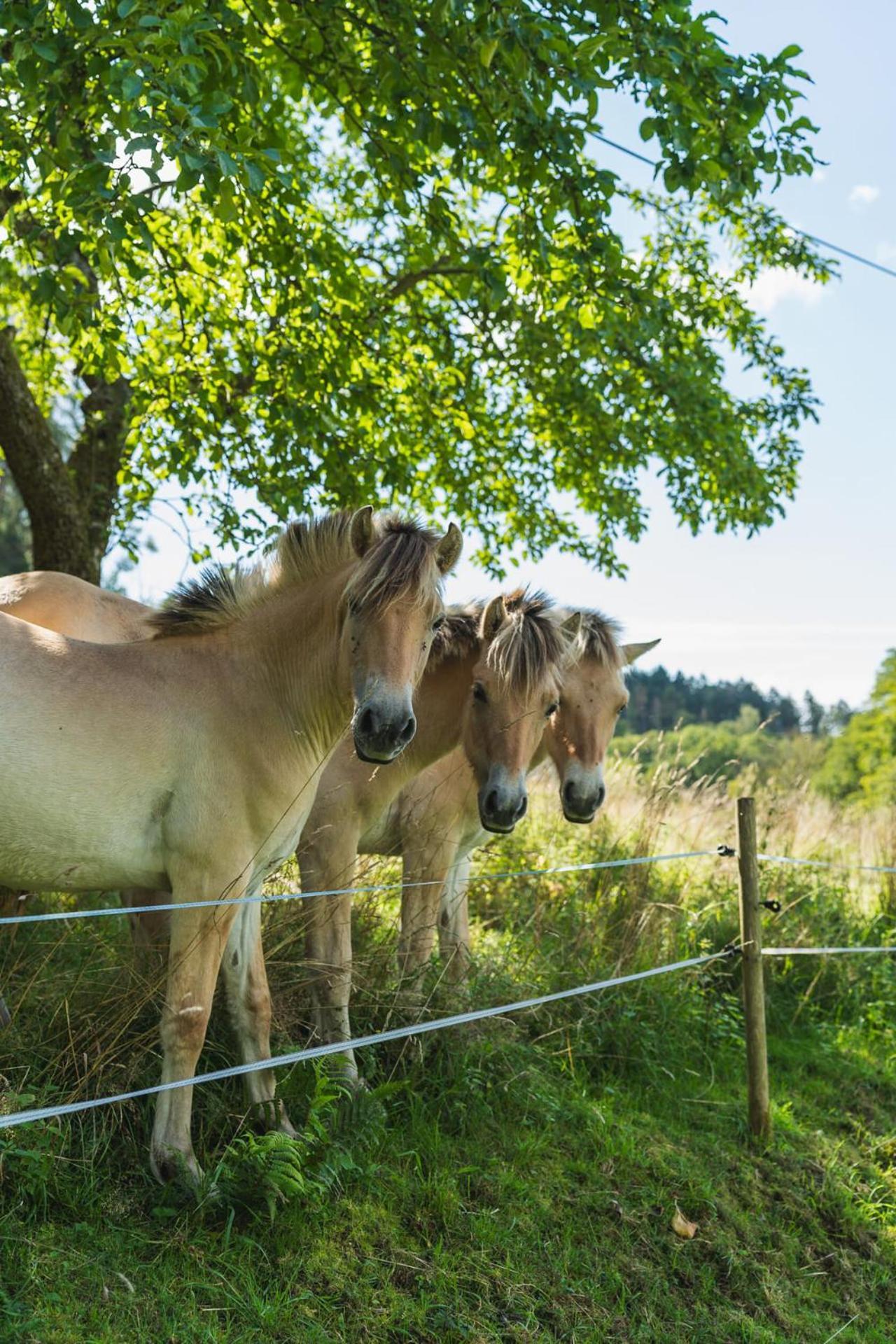Apartamento Gruenewaldhof In Rimbach Im Odenwald Exterior foto